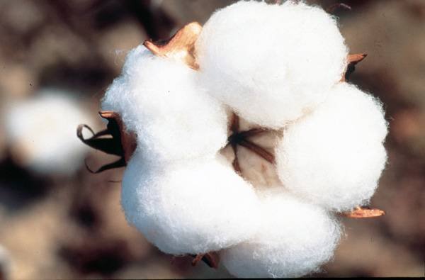 cotton-low